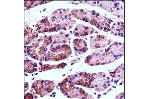 AGR2 Antibody (N-term) (ABIN657766 and ABIN2846743) immunohistochemistry analysis in formalin fixed and paraffin embedded human stomach tissue followed by peroxidase conjugation of the secondary antibody and DAB staining. (AGR2 antibody  (N-Term))