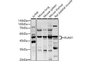 Western blot analysis of extracts of various cell lines, using RUNX1 antibody (ABIN3022803, ABIN3022804, ABIN3022805 and ABIN6219236) at 1:1000 dilution. (RUNX1 antibody  (AA 150-250))