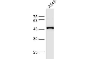 A549 cell lysates probed with Anti-F-Actin Polyclonal Antibody, Unconjugated  at 1:5000 for 90 min at 37˚C. (F-Actin antibody  (AA 1-50))