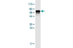 Western Blot detection against Immunogen (68.
