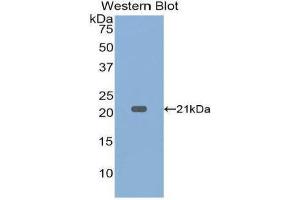 Western Blotting (WB) image for anti-Tumor Necrosis Factor alpha (TNF alpha) (AA 80-235) antibody (ABIN1860790)