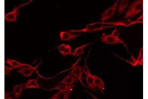 ABIN6276582 staining HeLa by IF/ICC. (SERPINB5 antibody  (Internal Region))