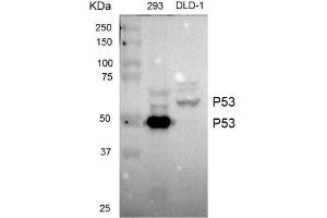 Western blot analysis of extracts from 293 cells and DLD-1 cells using TP53 antibody (1:1000). (p53 antibody)