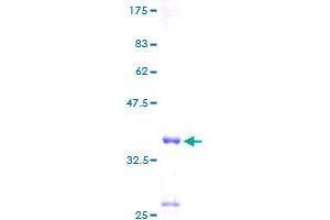 SCGB3A1 Protein (AA 1-104) (GST tag)