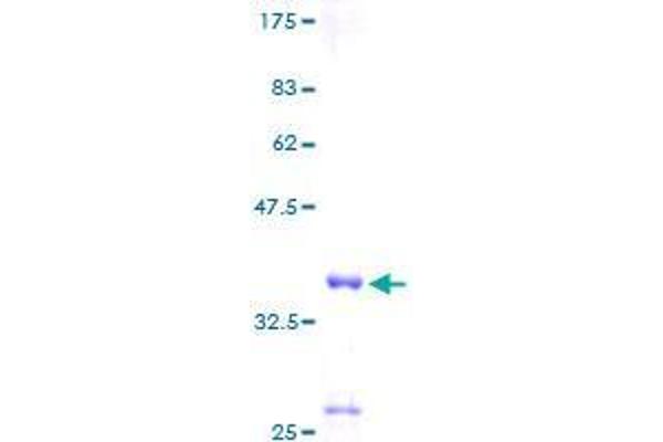 SCGB3A1 Protein (AA 1-104) (GST tag)