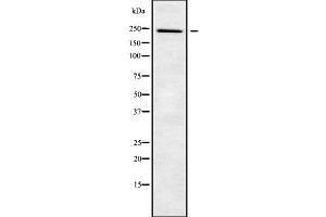 Western blot analysis NUP205 using A549 whole cell lysates (NUP205 antibody  (Internal Region))