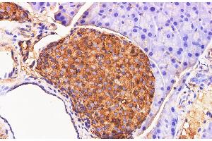 Immunohistochemistry of paraffin-embedded Mouse pancreas using Chromogranin A Polyclonal Antibody at dilution of 1:200 (Chromogranin A antibody)