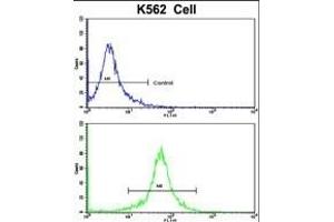 Flow cytometric analysis of K562 cells using TALDO1 Antibody (Center)(bottom histogram) compared to a negative control cell (top histogram).