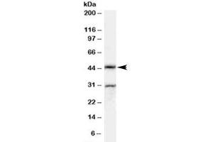 Western blot testing of rat testis lysate with Actl7b antibody at 0. (Actl7b antibody)