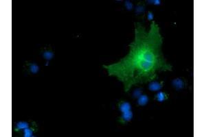 Anti-CD80 mouse monoclonal antibody (ABIN2452894) immunofluorescent staining of COS7 cells transiently transfected by pCMV6-ENTRY CD80 (RC206540). (CD80 antibody)