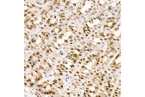 Immunohistochemistry of paraffin-embedded rat stomach using G Rabbit mAb (ABIN7267359) at dilution of 1:100 (40x lens). (GATA4 antibody)