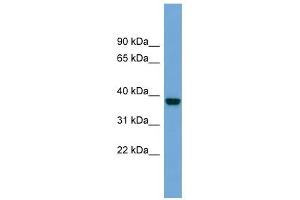 ATP1B4 antibody