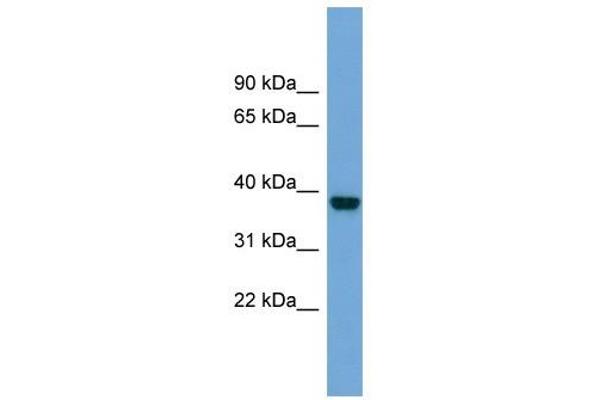 ATP1B4 antibody