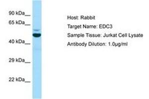 Image no. 1 for anti-Enhancer of mRNA Decapping 3 (EDC3) (AA 175-224) antibody (ABIN6749990) (EDC3 antibody  (AA 175-224))