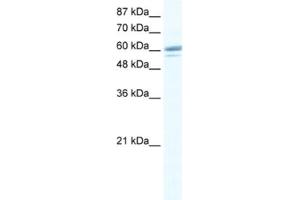 Western Blotting (WB) image for anti-Zinc Finger Protein 232 (ZNF232) antibody (ABIN2461236) (ZNF232 antibody)