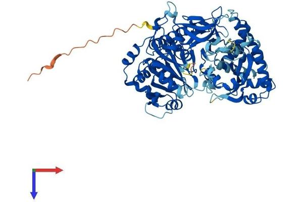 ACSBG2 Protein (AA 1-666) (His tag)