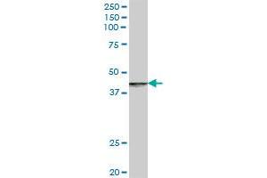 RABEP2 MaxPab polyclonal antibody. (RABEP2 antibody  (AA 1-533))