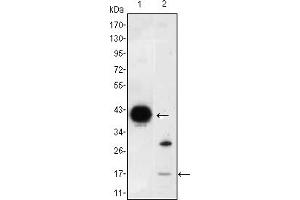 Western blot analysis using FABP2 mouse mAb against FABP2-hIgGFc transfected HEK293 (1) cell lysate and LOVO (2) cell lysate. (FABP2 antibody)