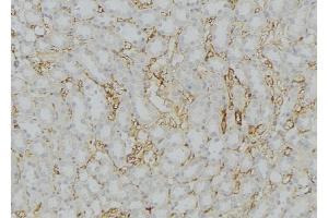 ABIN6272569 at 1/100 staining Mouse kidney tissue by IHC-P. (COX7B antibody  (Internal Region))