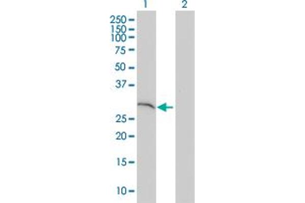 SNAP29 antibody  (AA 1-258)