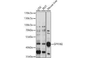 Western blot analysis of extracts of various cell lines, using GPR182 antibody (ABIN7267301) at 1:1000 dilution. (G Protein-Coupled Receptor 182 antibody  (AA 250-350))