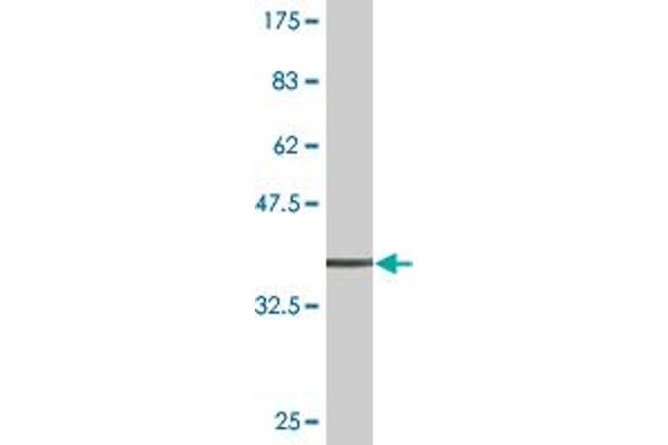 ADAMDEC1 antibody  (AA 361-470)