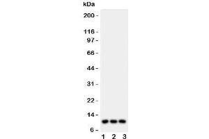 Western blot testing of CCL1 antibody and Lane 1:  U87;  2: MCF-7;  3: COLO320 lysate. (CCL1 antibody  (AA 24-96))