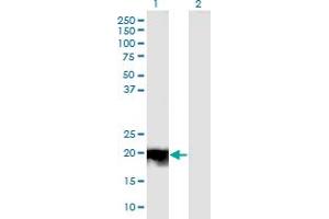 Western Blot analysis of JDP2 expression in transfected 293T cell line by JDP2 monoclonal antibody (M01), clone 3C1.