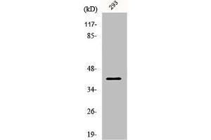 Western Blot analysis of 293 cells using PAR4 Polyclonal Antibody (PAWR antibody  (C-Term))