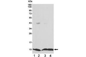 Western blot testing of 1) monkey COS7, 2) human MCF7, 3) human HCT116 and 4) human A549 cell lysates using S100A6 antibody 1:1000. (S100A6 antibody)
