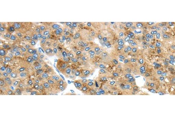 TMED4 antibody
