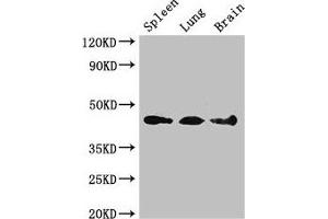 Western Blot Positive WB detected in: Mouse spleen tissue, Mouse lung tissue, Mouse brain tissue All lanes: NCF1 antibody at 3 μg/mL Secondary Goat polyclonal to rabbit IgG at 1/50000 dilution Predicted band size: 45, 31 kDa Observed band size: 45 kDa (NCF1 antibody  (AA 63-232))
