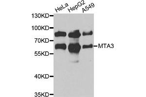 Western blot analysis of extracts of various cell lines, using MTA3 antibody. (MTA3 antibody)