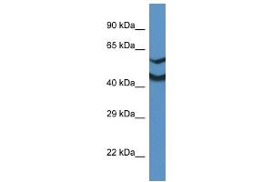 WB Suggested Anti-Ndrg2 Antibody   Titration: 1. (NDRG2 antibody  (Middle Region))