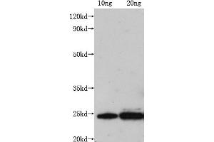 Western Blot Positive WB detected in: Recombinant protein ( 10 ng, 20 ng) All lanes: M antibody at 1:1000 Secondary Goat polyclonal to mouse IgG at 1/50000 dilution Predicted band size: 23 kDa Observed band size: 23 kDa Exposure time: 5 min (Histone 3 antibody  (AA 1-202))
