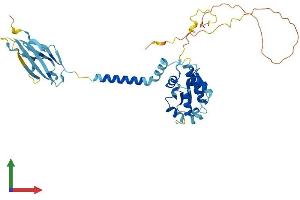 Protein Structure (PS) image for Single Immunoglobulin and Toll-Interleukin 1 Receptor (TIR) Domain (SIGIRR) (AA 1-410) protein (His tag) (ABIN7555465)