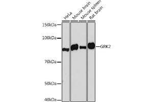 Western blot analysis of extracts of various cell lines, using GRK2 Rabbit mAb (ABIN7265504) at 1:1000 dilution. (GRK2 antibody)
