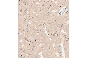 Immunohistochemical analysis of paraffin-embedded human brain tissue using E performed on the Leica® BOND RXm. (Prohibitin 2 antibody  (AA 225-255))