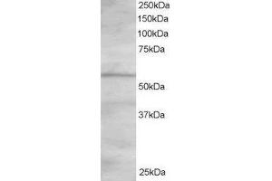 ABIN2564296 staining (1. (OSBPL2 antibody  (C-Term))