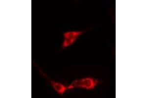ABIN6275347 staining  HeLa cells by IF/ICC. (PEX3 antibody  (N-Term))