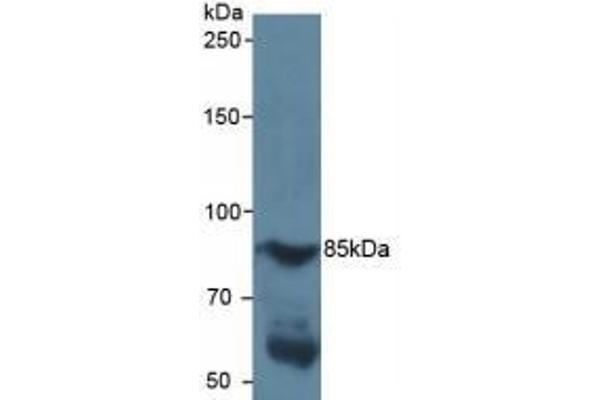 HIF1A antibody  (AA 218-506)