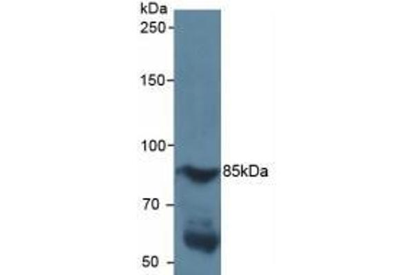 HIF1A Antikörper  (AA 218-506)