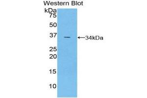 Western Blotting (WB) image for anti-TNF Receptor-Associated Factor 5 (TRAF5) (AA 181-437) antibody (ABIN1860860)