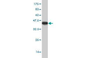 Western Blot detection against Immunogen (37. (GTF3C3 antibody  (AA 112-214))