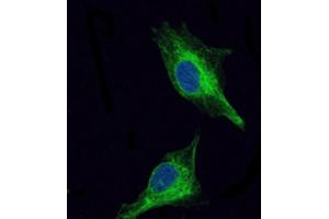Immunofluorescence analysis of U251 cells using OLIG2 antibody (green). (OLIG2 antibody)