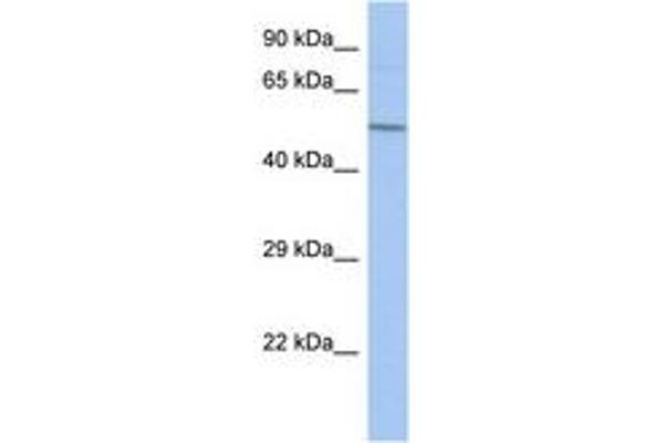 FBXO39 antibody  (C-Term)
