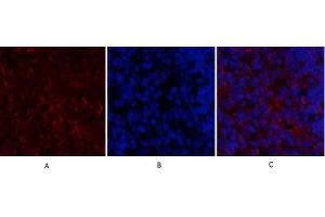 Immunofluorescence analysis of rat spleen tissue. (CXCL12 antibody  (C-Term))
