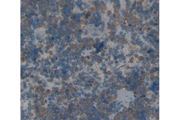 AANAT antibody  (AA 22-235)