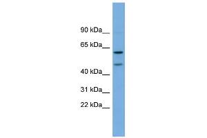 WB Suggested Anti-OMG Antibody Titration:  0. (OMG antibody  (Middle Region))