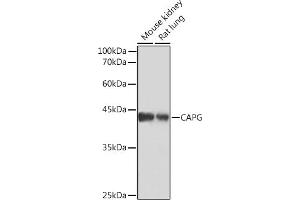 Western blot analysis of extracts of various cell lines, using CAPG Rabbit mAb (ABIN7266061) at 1:1000 dilution.